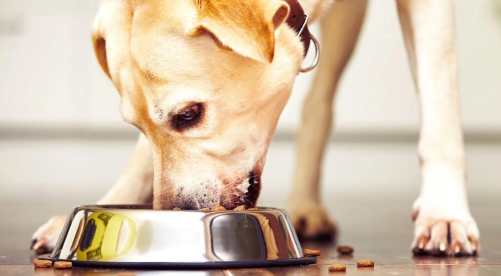 chien qui mange des croquettes haut de gamme