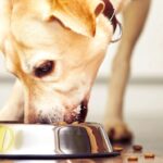 chien qui mange des croquettes haut de gamme