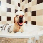 Donner un bon bain à son chien