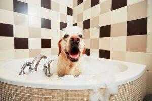 Donner un bon bain à son chien
