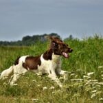 La meilleure alimentation pour un chien de chasse