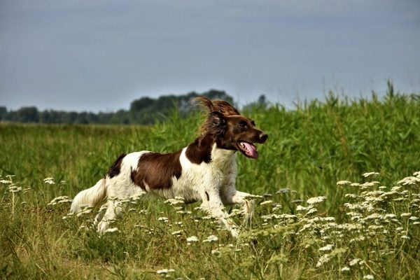 La meilleure alimentation pour un chien de chasse