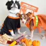 fêter halloween avec son chien