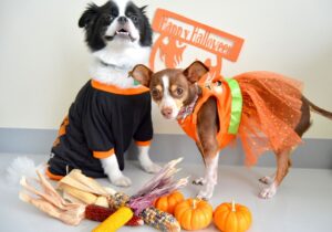 fêter halloween avec son chien