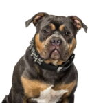 découvrez les meilleurs colliers pour american bully