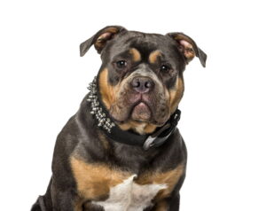 découvrez les meilleurs colliers pour american bully