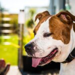 choisir le meilleur collier pour american staffordshire terrier