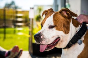choisir le meilleur collier pour american staffordshire terrier