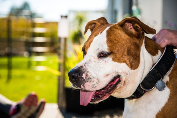 choisir le meilleur collier pour american staffordshire terrier
