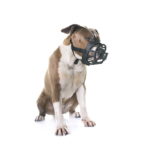 Voir les meilleures muselières pour american staffordshire terrier