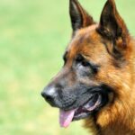 top 3 des croquettes berger allemand