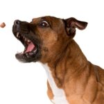 Meilleures croquettes pour staffy