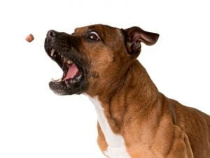 Meilleures croquettes pour staffy