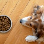 Croquettes pour Berger Australien