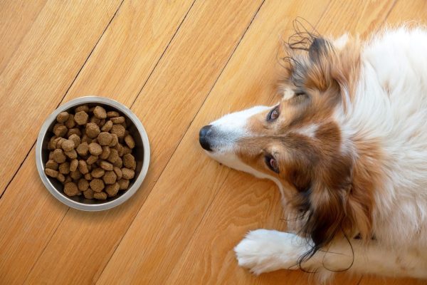 Croquettes pour Berger Australien