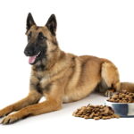Les meilleures croquettes pour Malinois
