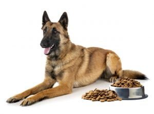 Les meilleures croquettes pour Malinois