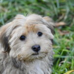 le chiot bichon havanais