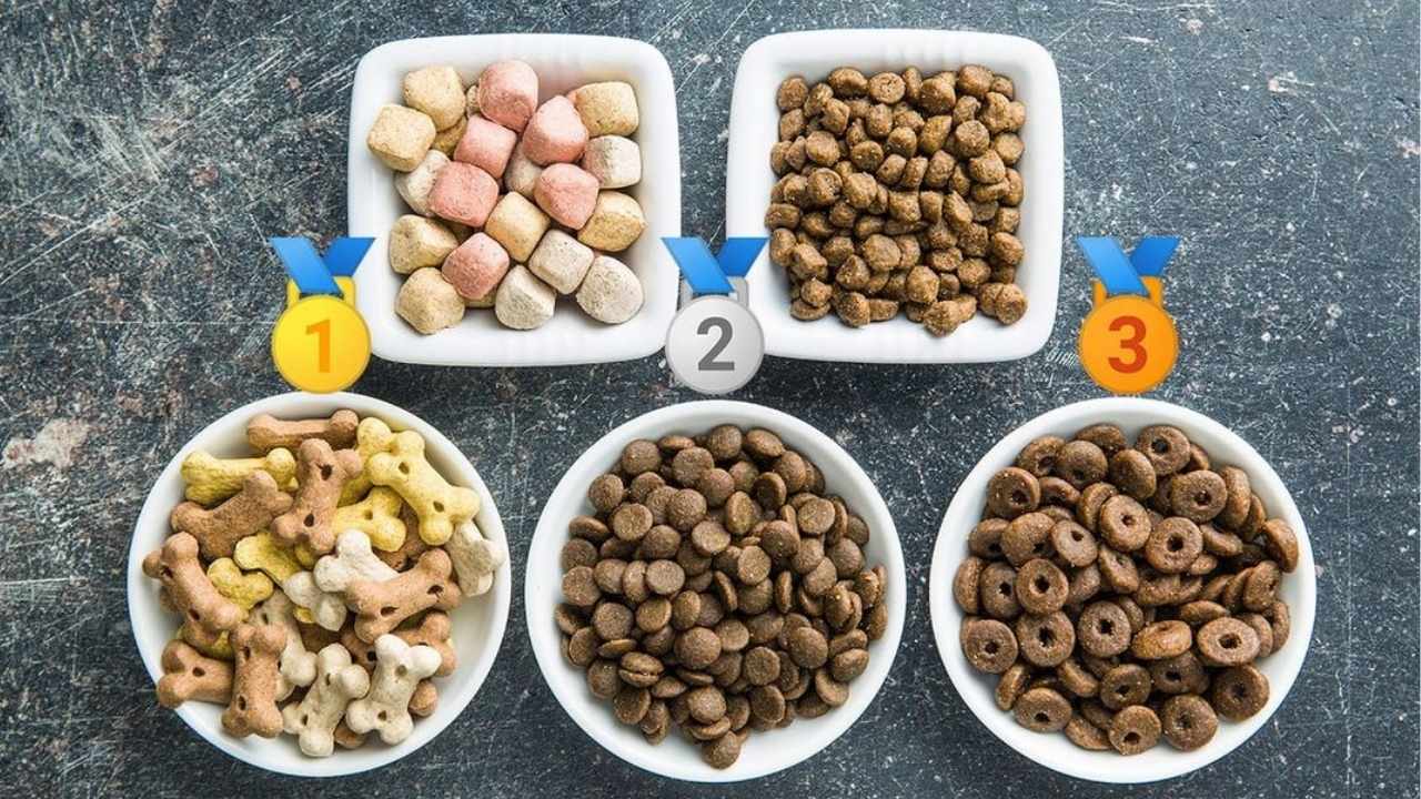 top 10 des meilleures croquettes