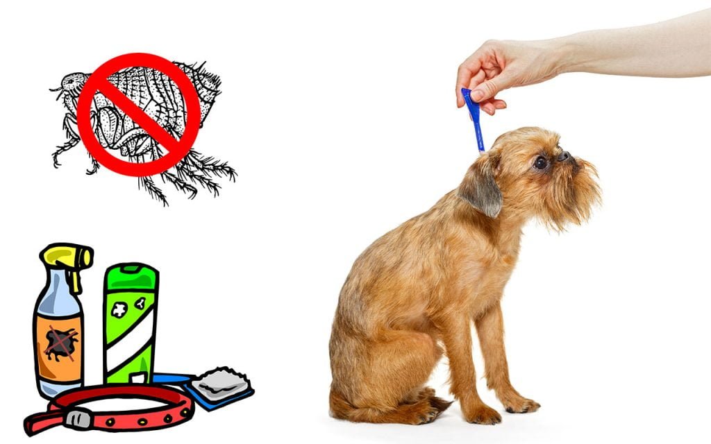 meilleur anti puce pour chien