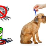 meilleur anti puce pour chien