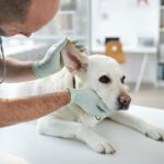 Bien nettoyer les oreilles du chien