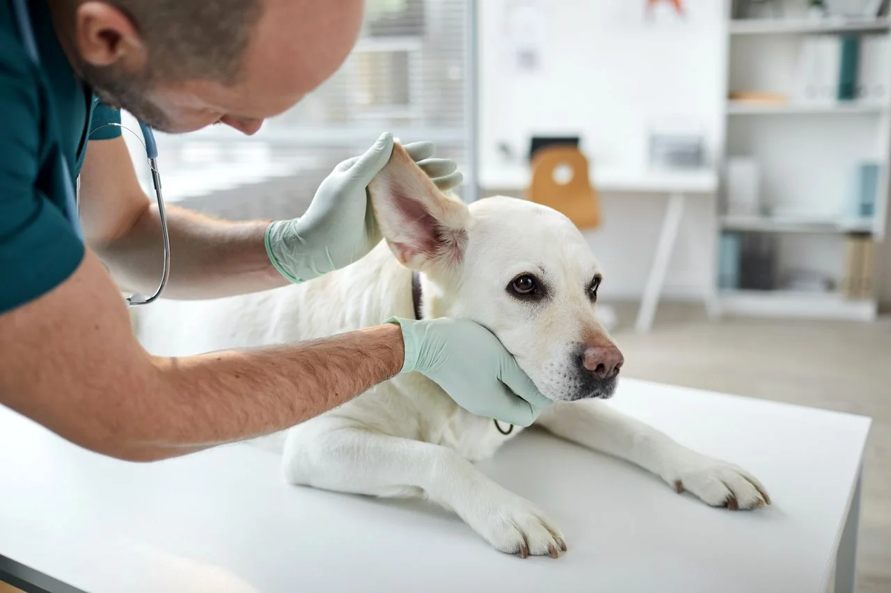 Bien nettoyer les oreilles du chien