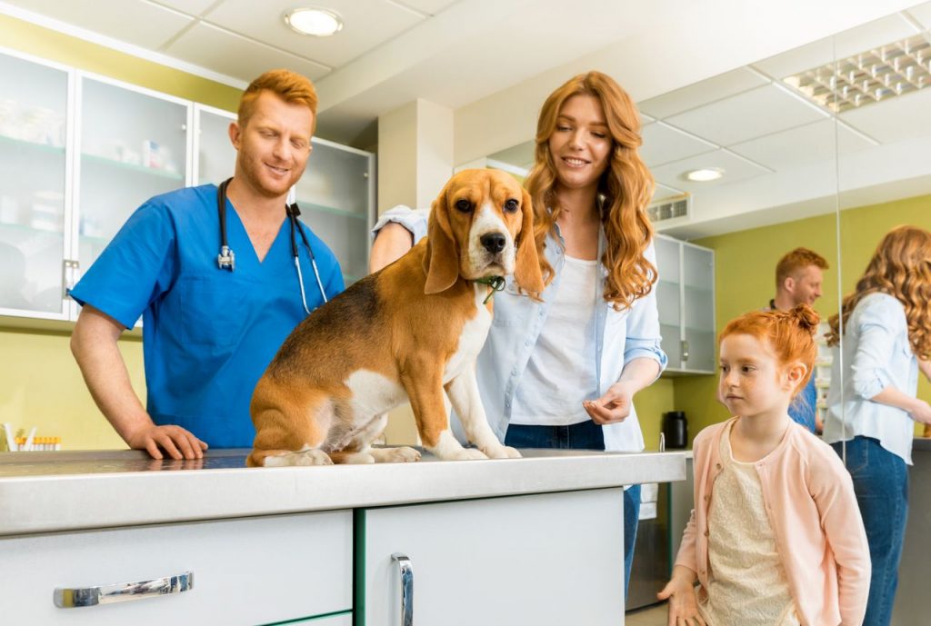 mutuelle pour chien