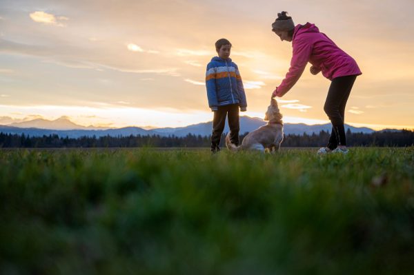 éducation du chien renforcement positif