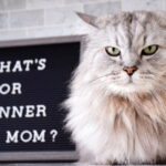 croquettes sans céréales chat