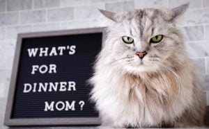 croquettes sans céréales chat