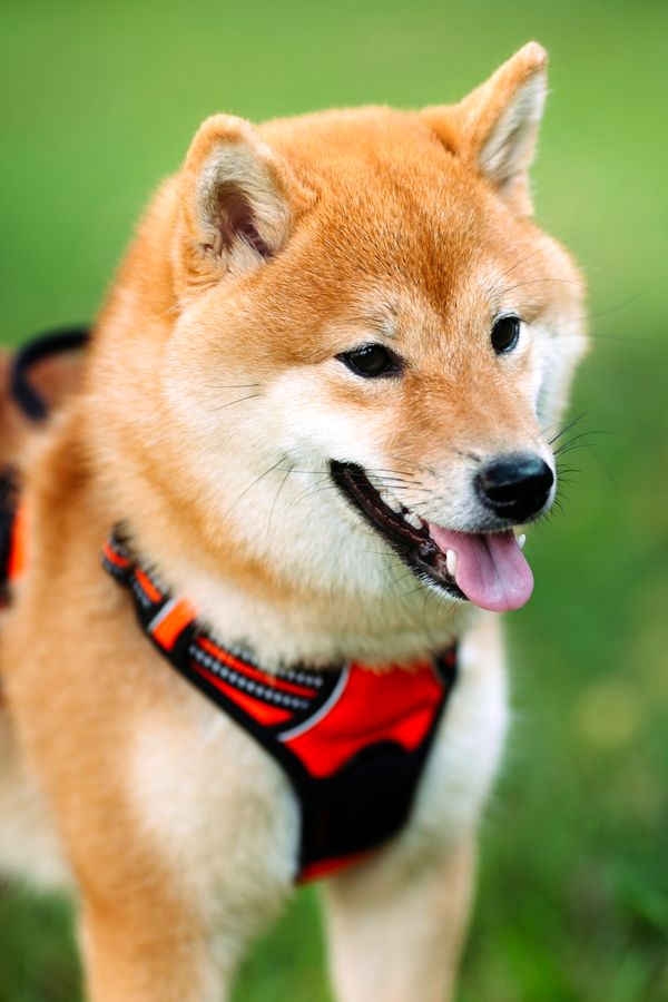 Choisissez Le Meilleur Harnais Pour Chien Et Am Liorez Vos Promenades