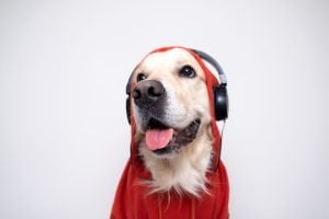 chien adolescent