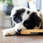 mordillement border collie