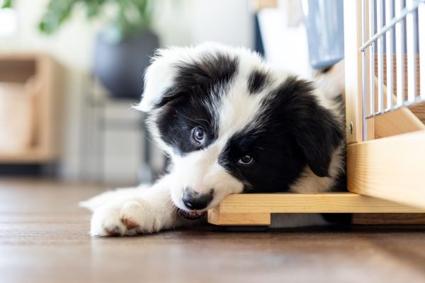 mordillement border collie