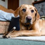 bois de cerf pour labrador