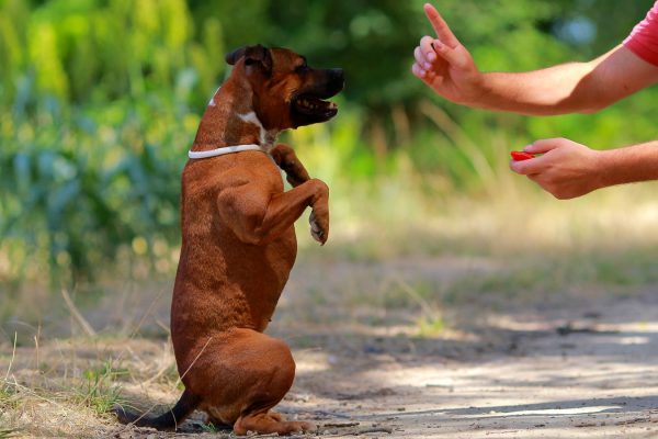 friandises pour éduquer un chien