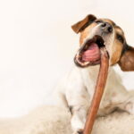 jack russel qui mordille