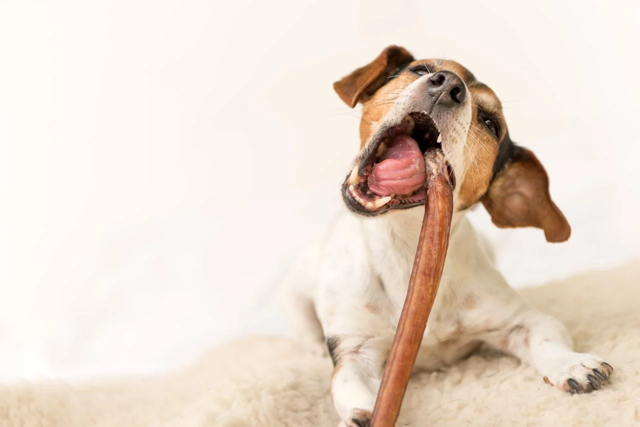 jack russel qui mordille