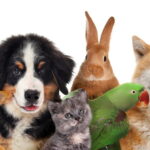 animaux de compagnie