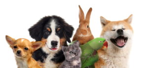 animaux de compagnie