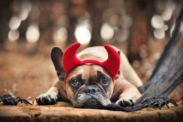 chien diable ecoute rien