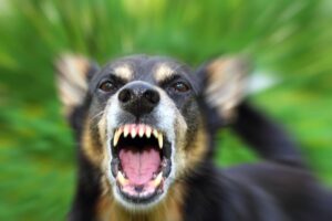 chien qui veut attaquer