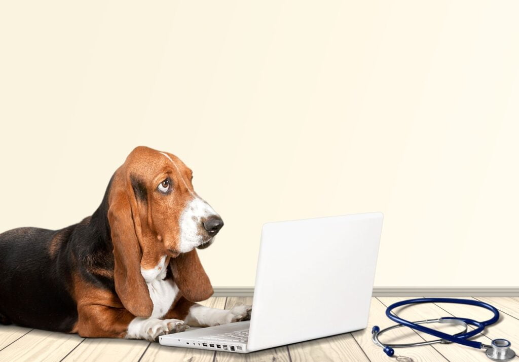 conseils pour éduquer son chien
