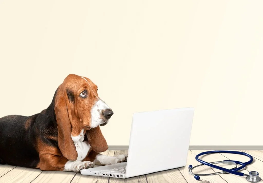 conseils pour éduquer son chien