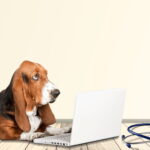 conseils pour éduquer son chien