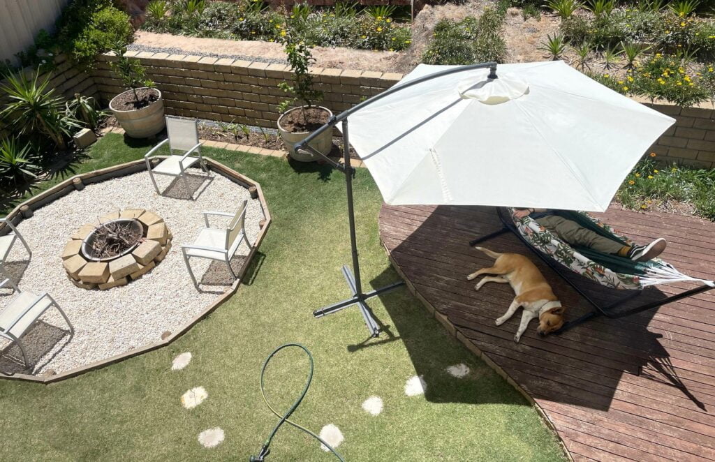 paraol pour chien