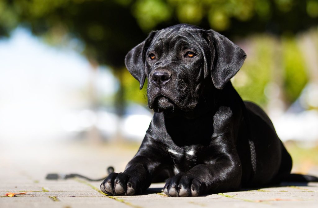 chiot cane corso couché