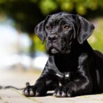 chiot cane corso couché