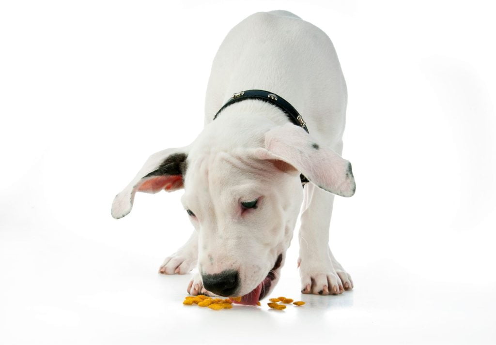 dogue argentin qui mange